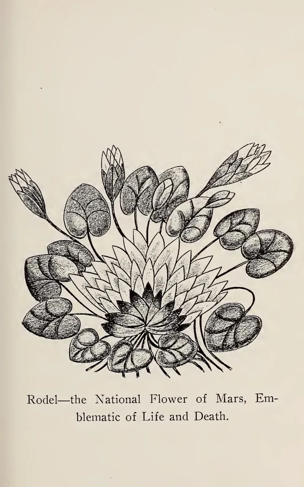 Rodel, the national flower of Ento, emblematic of life and death