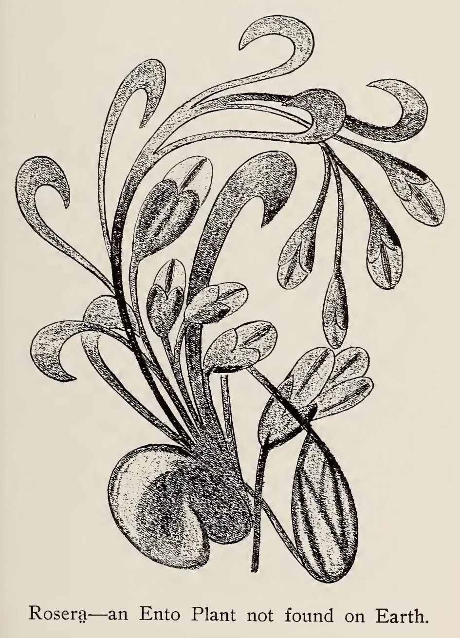 Roserē, an Ento plant not found on Earth
