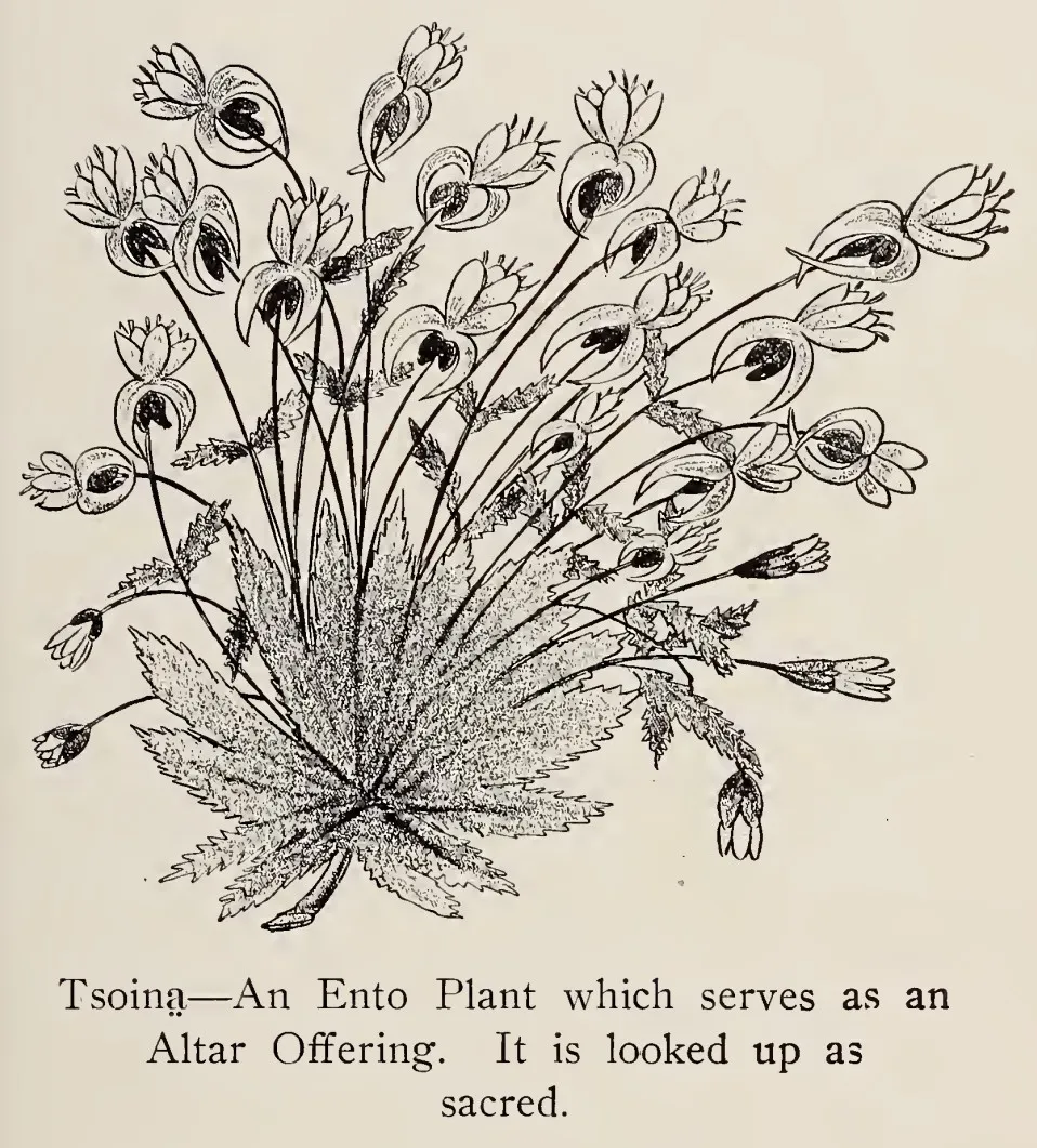 Tsoinē, an Ento flower considered sacred
