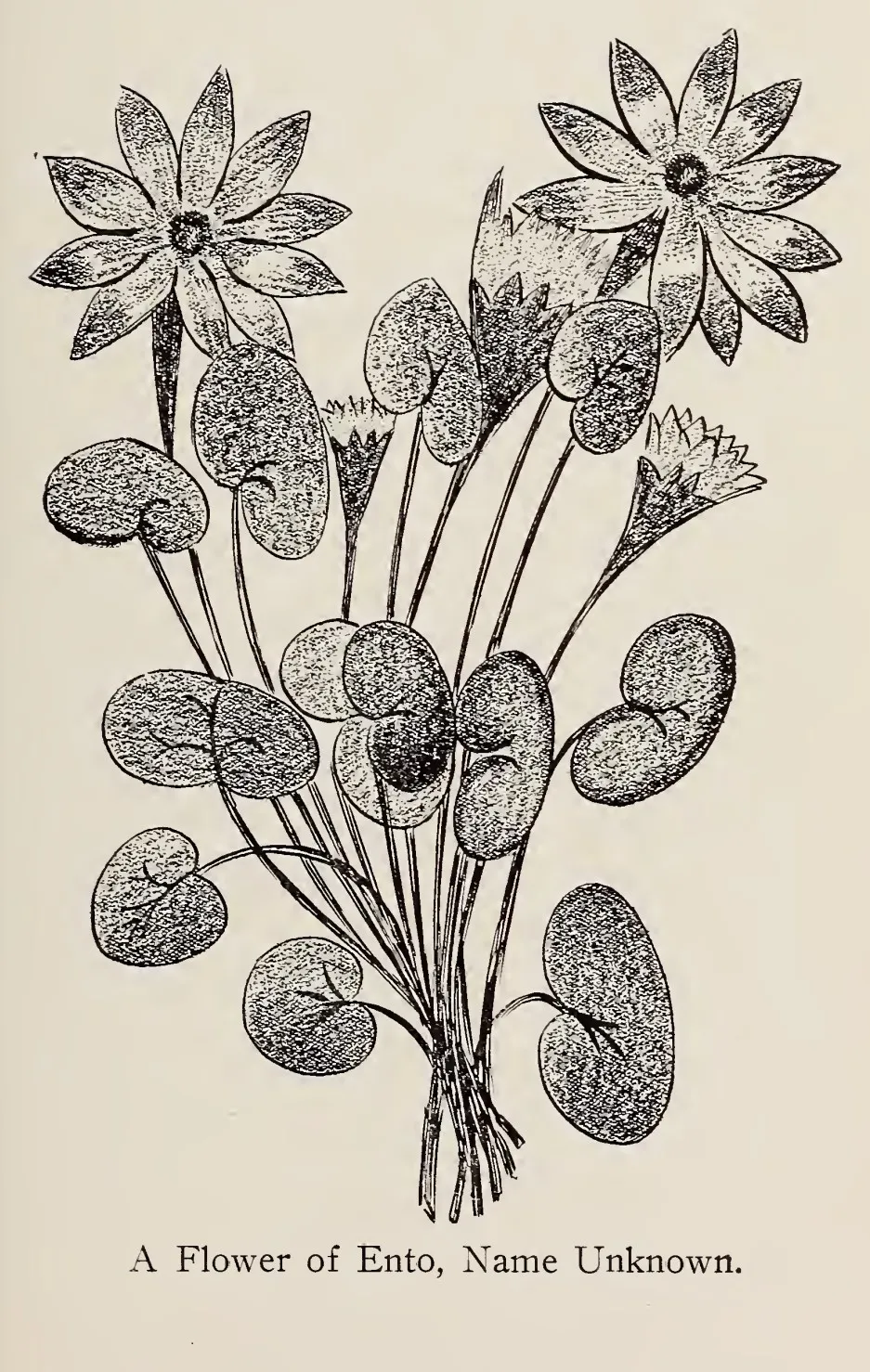 A flower of Ento, name unknown