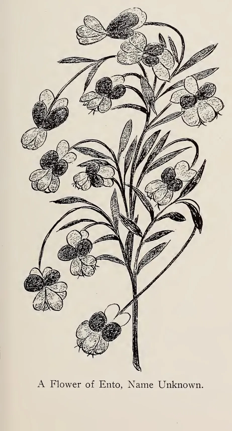 A flower of Ento, name unknown