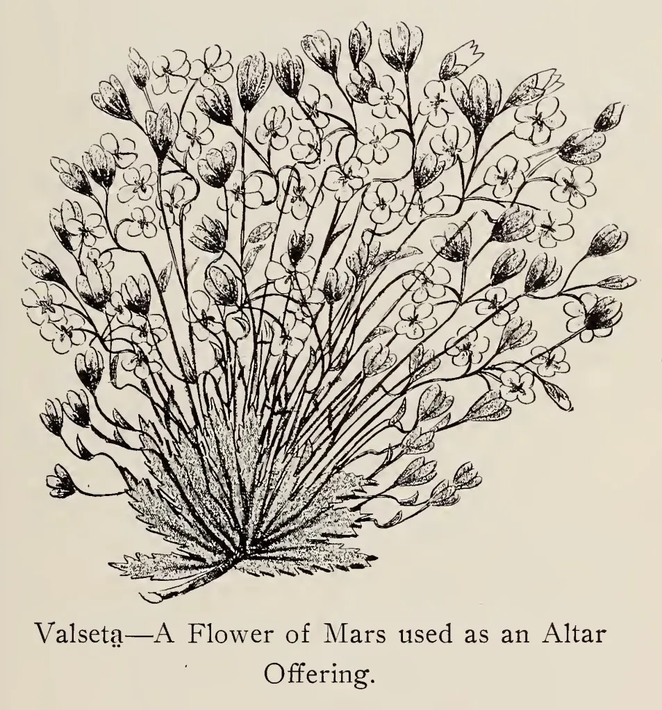 Valsetē, a flower of Mars used as an altar offering
