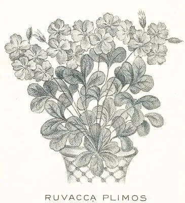 Ruvacca̤ Plimos, a trumpet flower