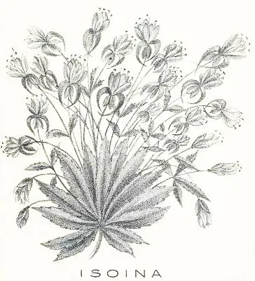 Isoina, a sacred flower