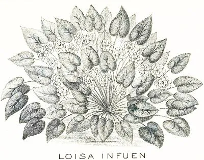 Loisa̤ Infuen, a water drinker plant