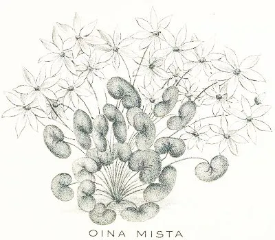 Oina Mista
