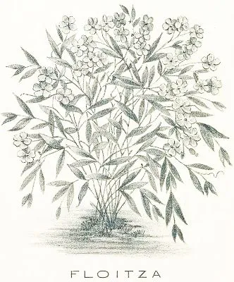 Floitza