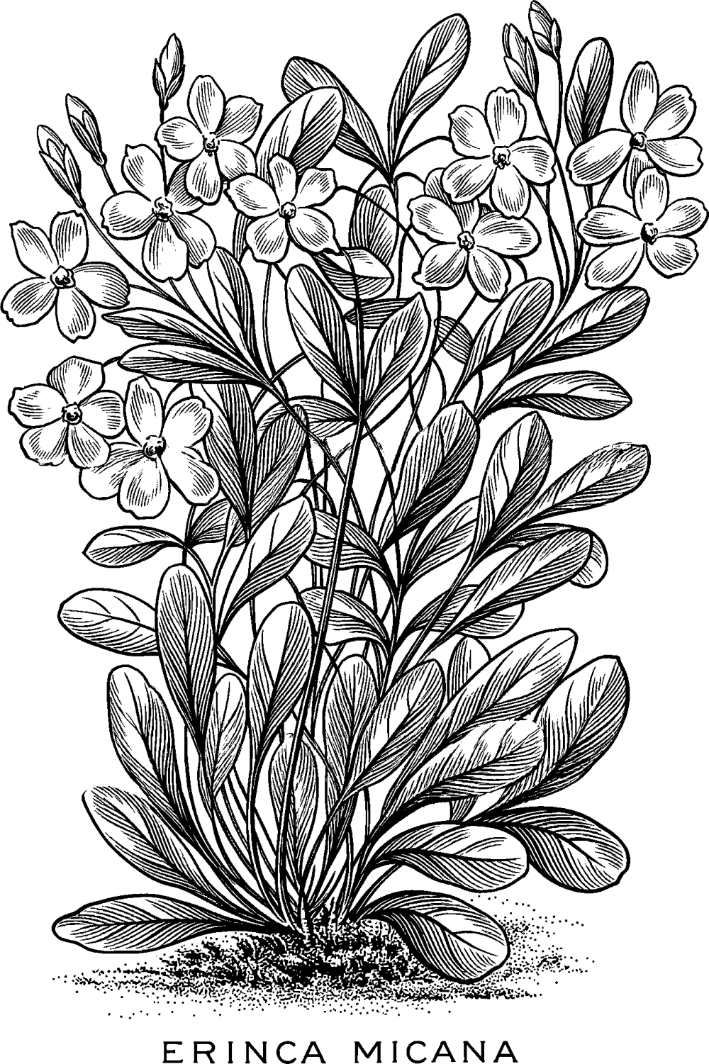 A black and white drawing of radial flower pedals and lanceolate leaves, which animates into view as if being drawn