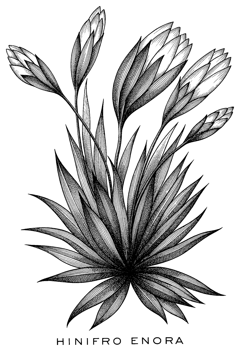A black and white drawing of a flowering shrub, which animates into view as if being drawn