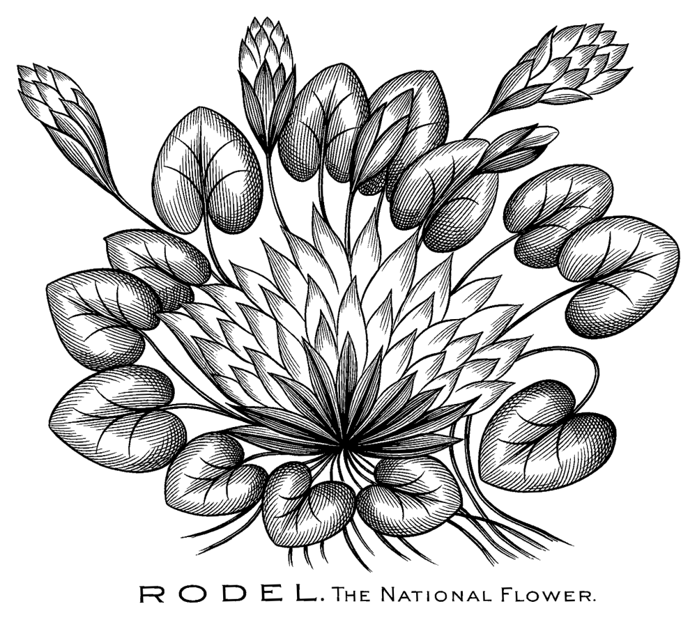 A black and white drawing of flowering plant like a water lily, which animates into view as if being drawn. The caption reads 'Rodel, the national flower'